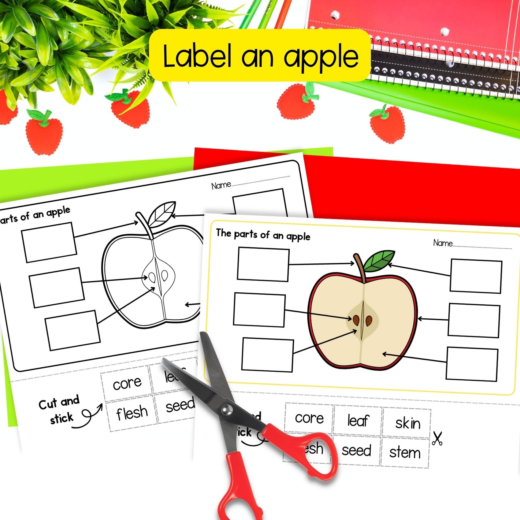 Life cycle of an apple tree sequence and fold science craft activity