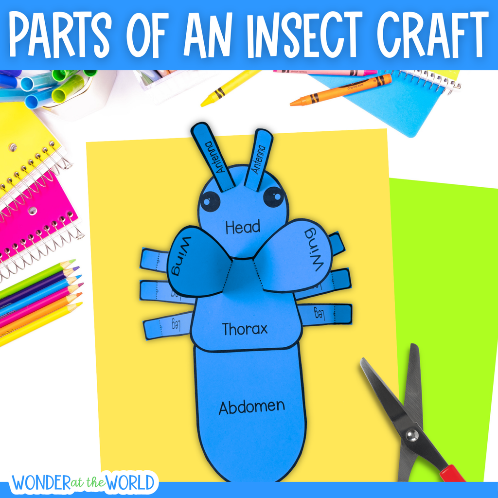 Body parts of an insect build a 3D bug science craft activity