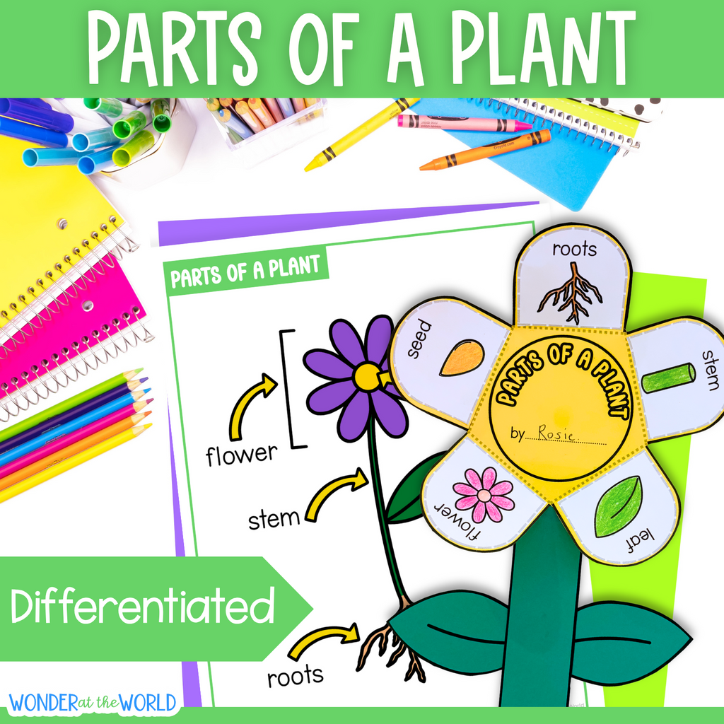 Parts of a plant flower craft activity and worksheet