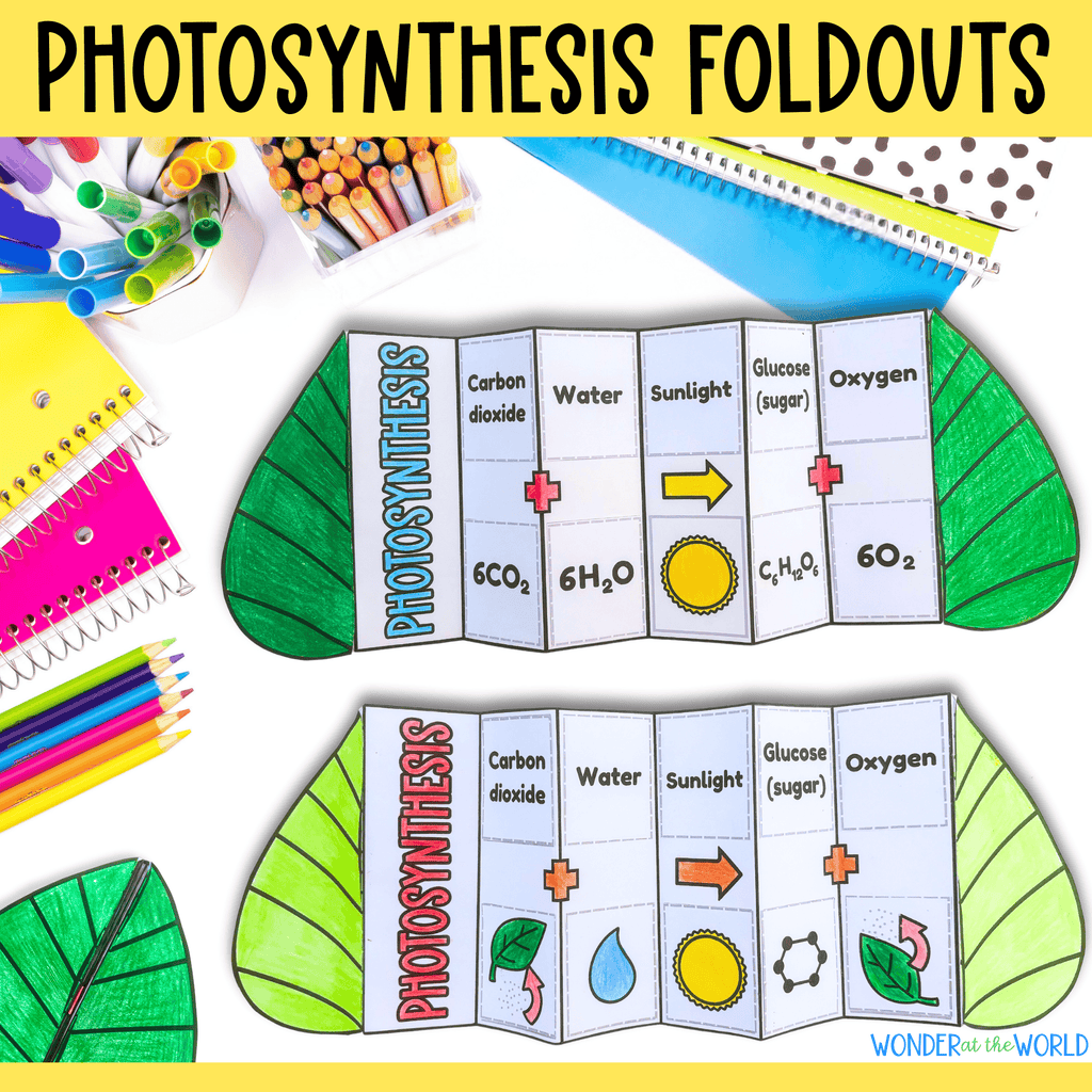 Photosythesis sequence and fold plant science craft activity