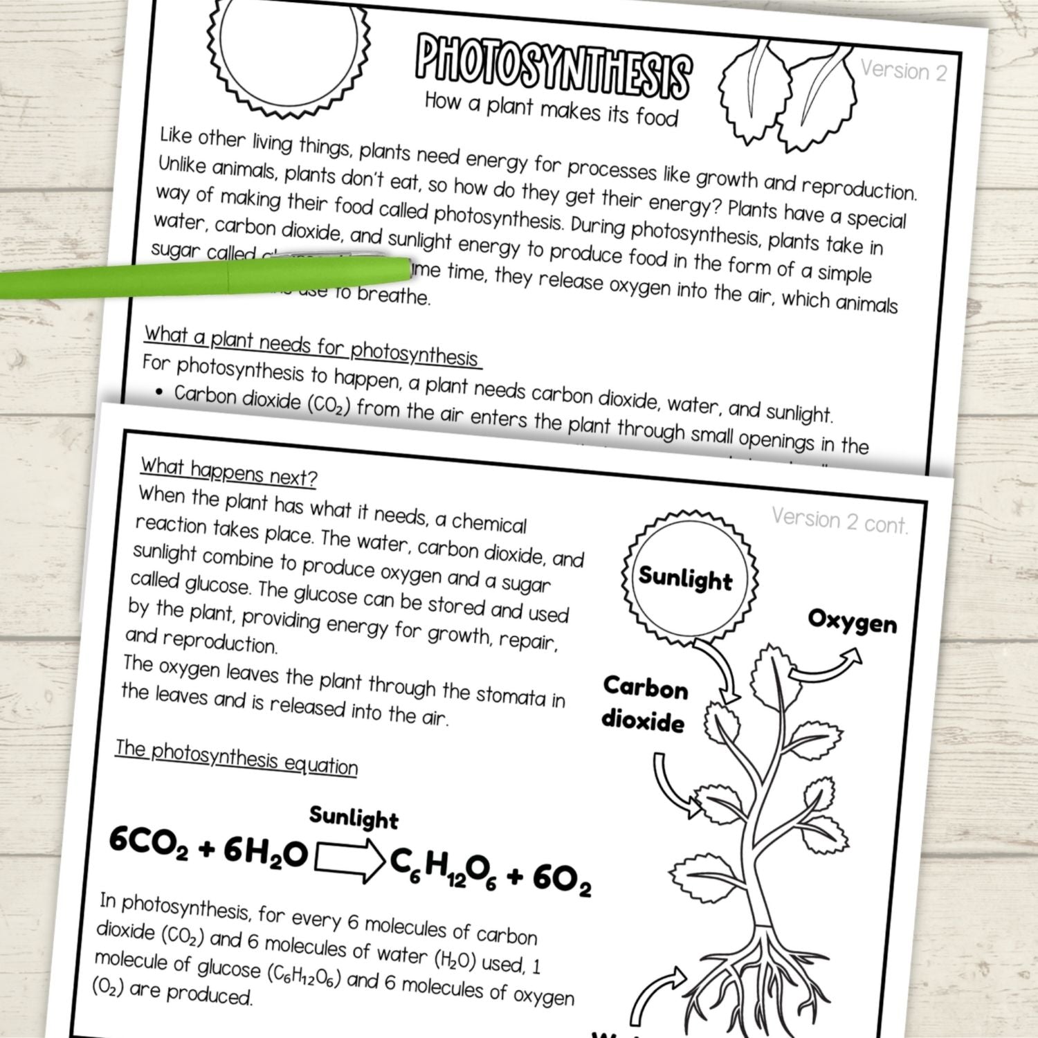 Photosythesis sequence and fold plant science craft activity