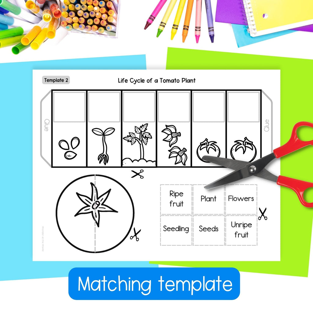 Tomato plant life cycle sequence and fold activity summer cut and paste craft