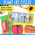 Plant life cycle bundle - apple tree, pumpkin, bean and sunflower