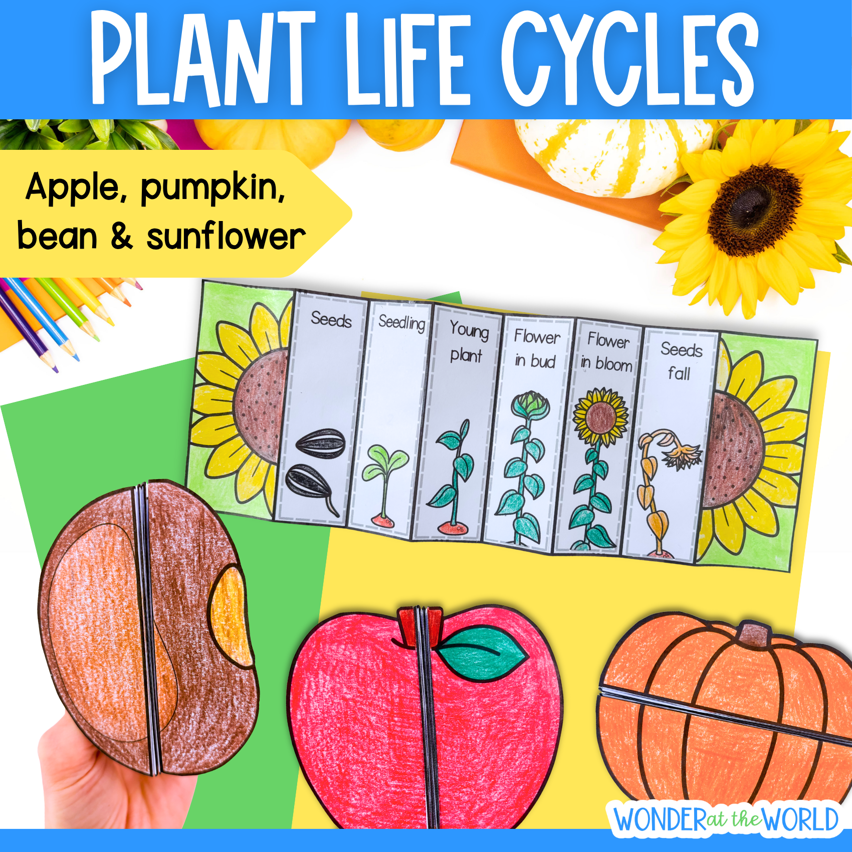 Plant life cycle bundle - apple tree, pumpkin, bean and sunflower