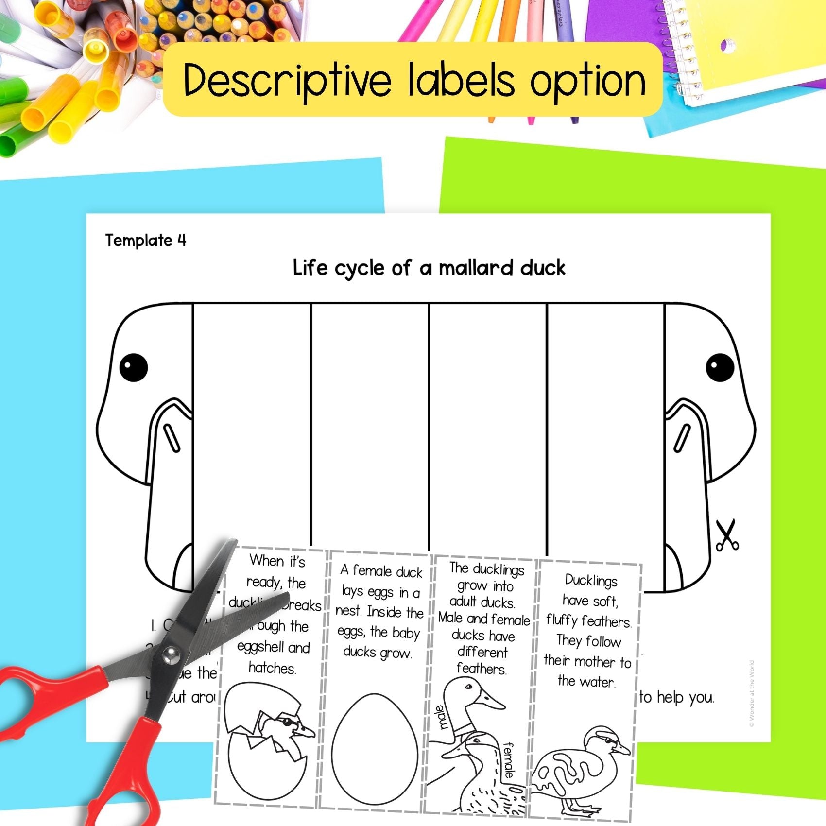 Mallard duck life cycle sequence and fold science craft and labelling