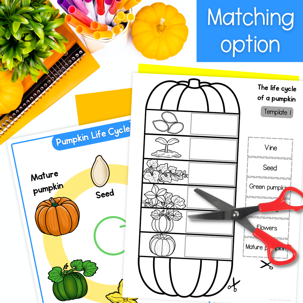 Pumpkin life cycle foldable activity template to match the words to the pictures, and a color pumpkin life cycle poster.