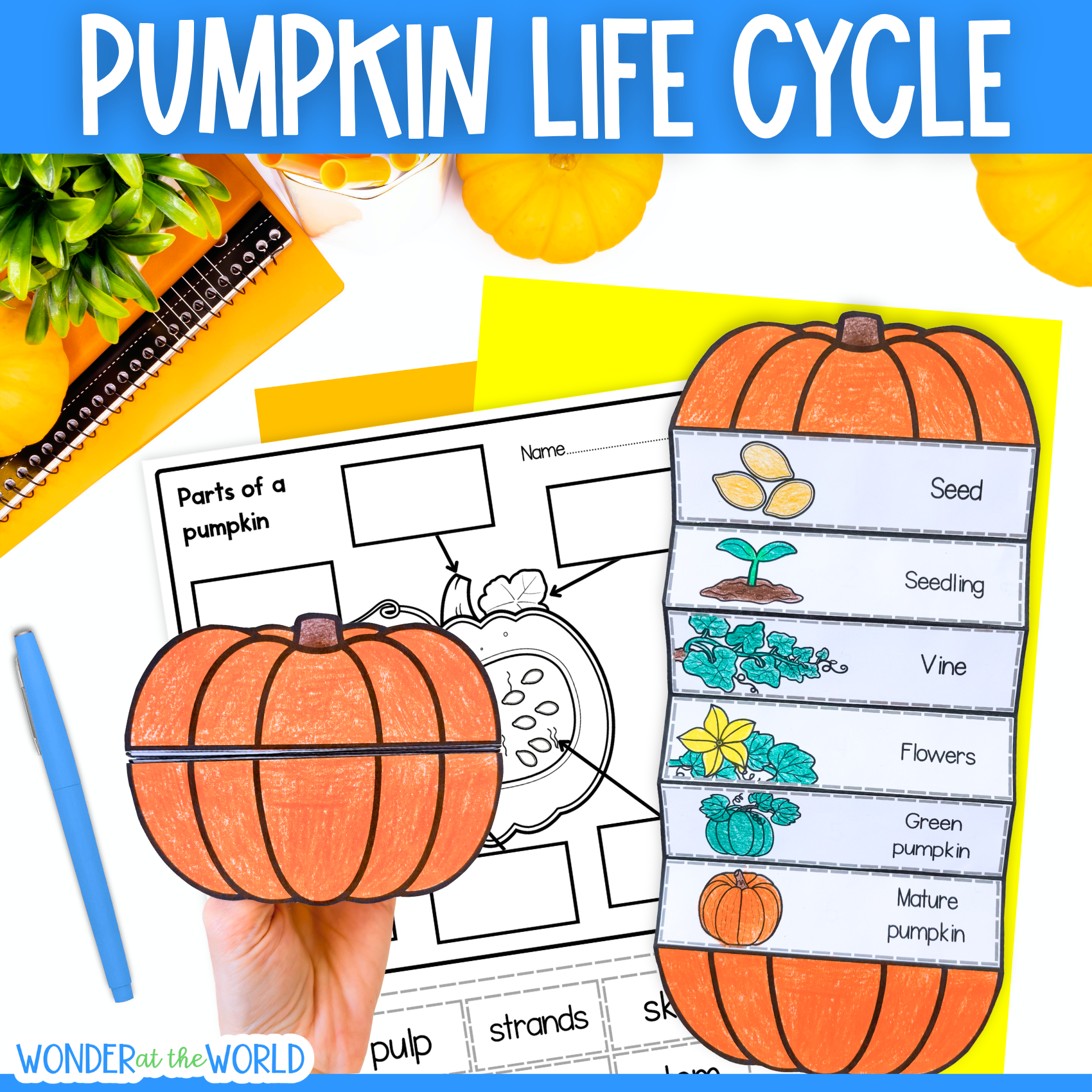 Life cycle of a pumpkin sequence and fold science craft activity