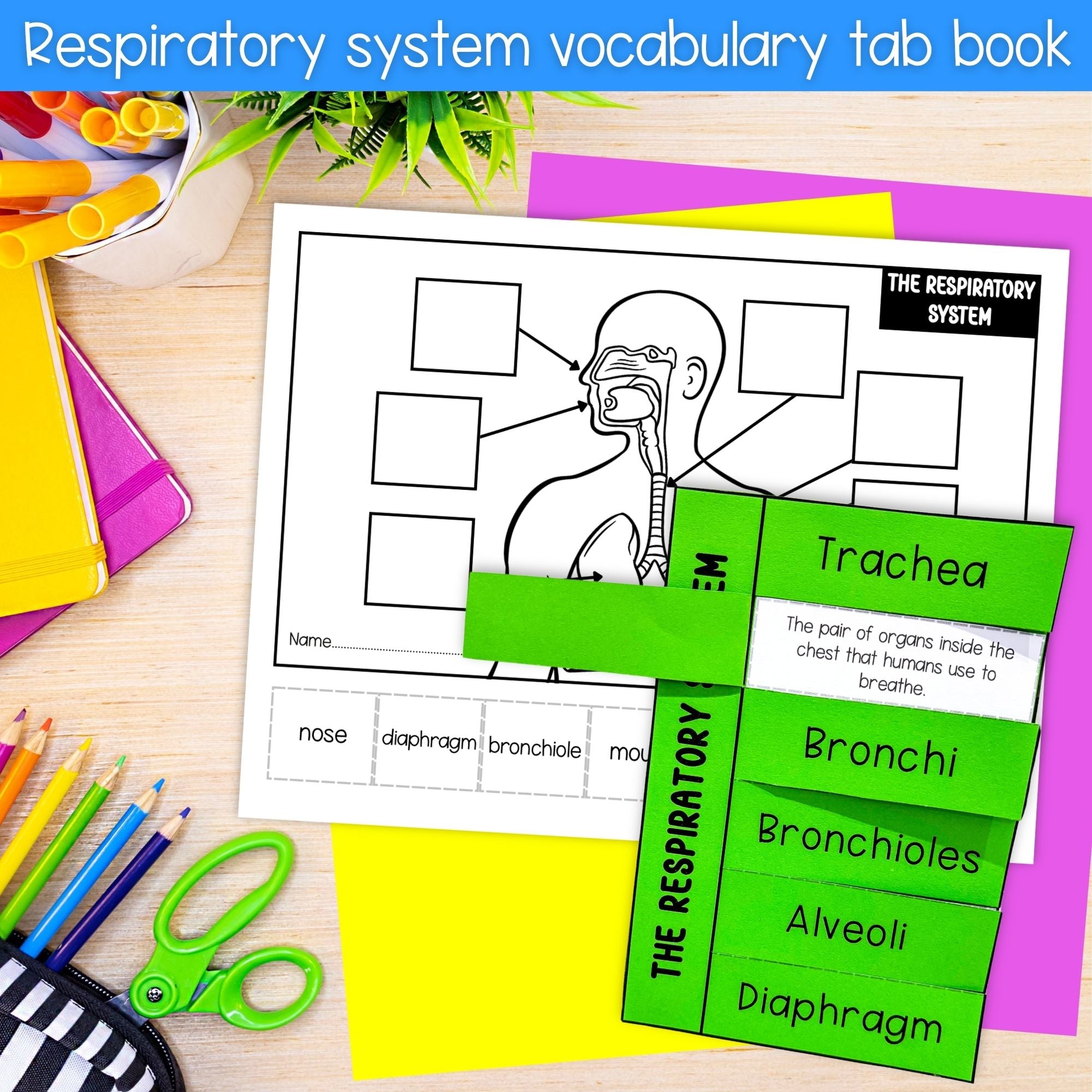 The respiratory system human body cut and paste sequencing activity and labeling
