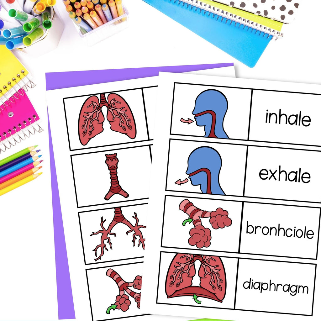 The respiratory system human body cut and paste sequencing activity and labeling