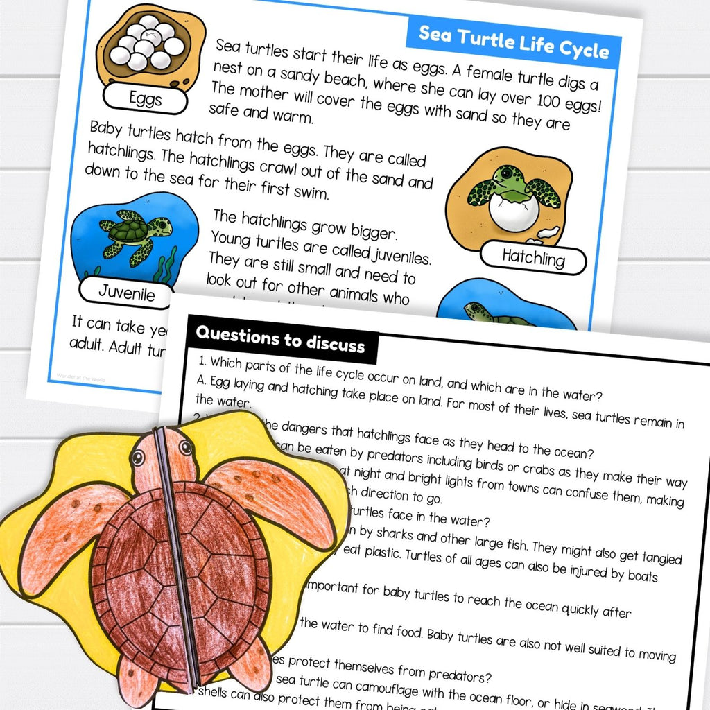 Sea turtle life cycle sequence and fold science craft activity