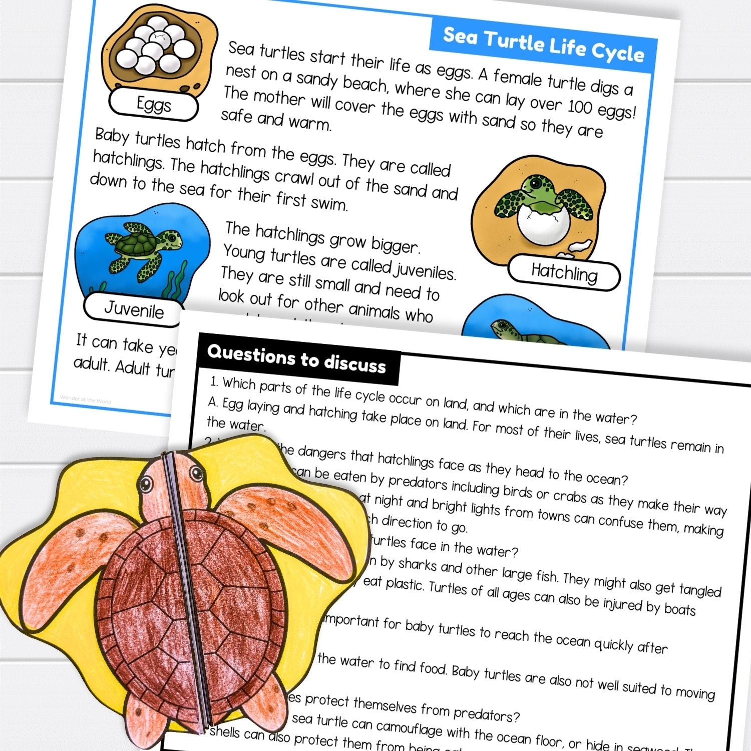Sea turtle life cycle sequence and fold science craft activity