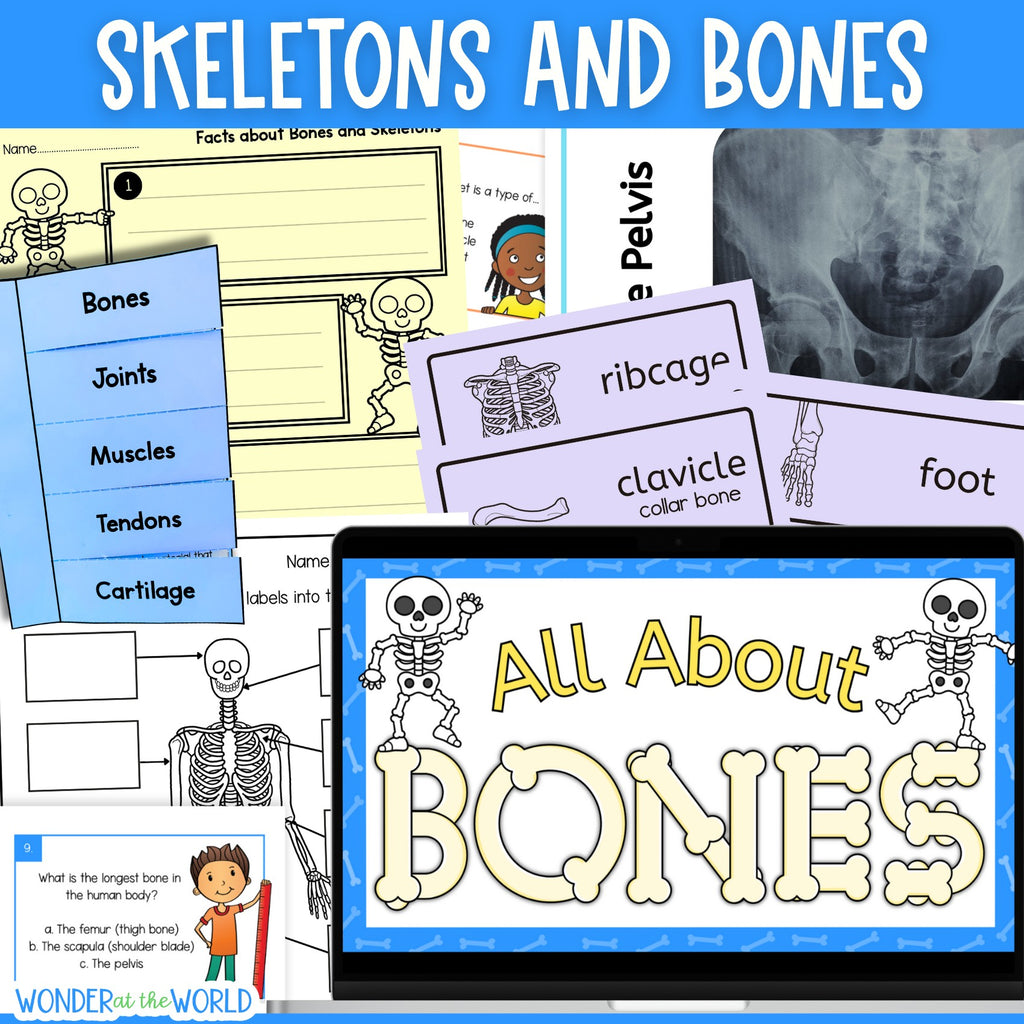 The human skeleton and bones skeletal system slides worksheets activities
