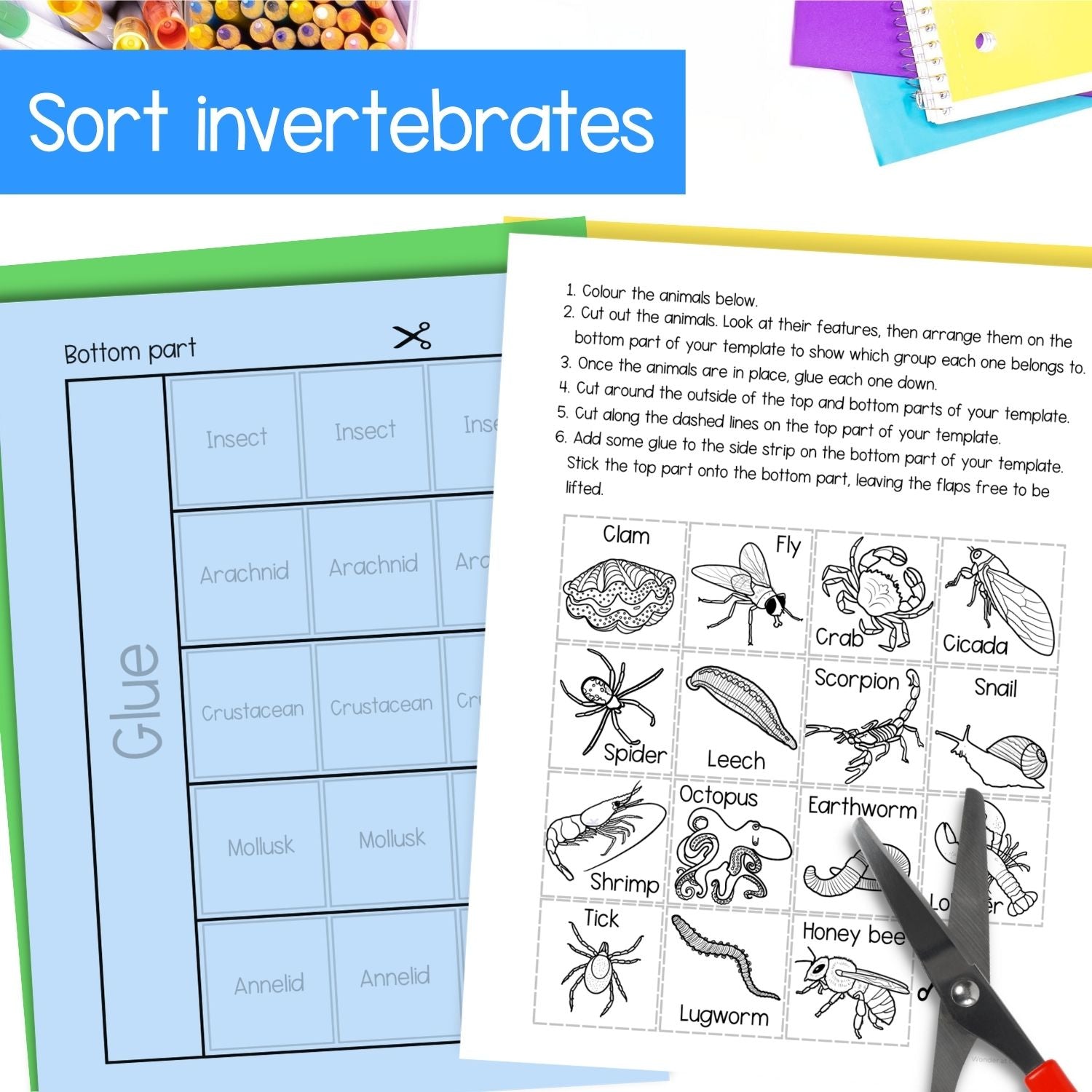 Invertebrates bugs insects classification cut and paste activities for interactive notebooks