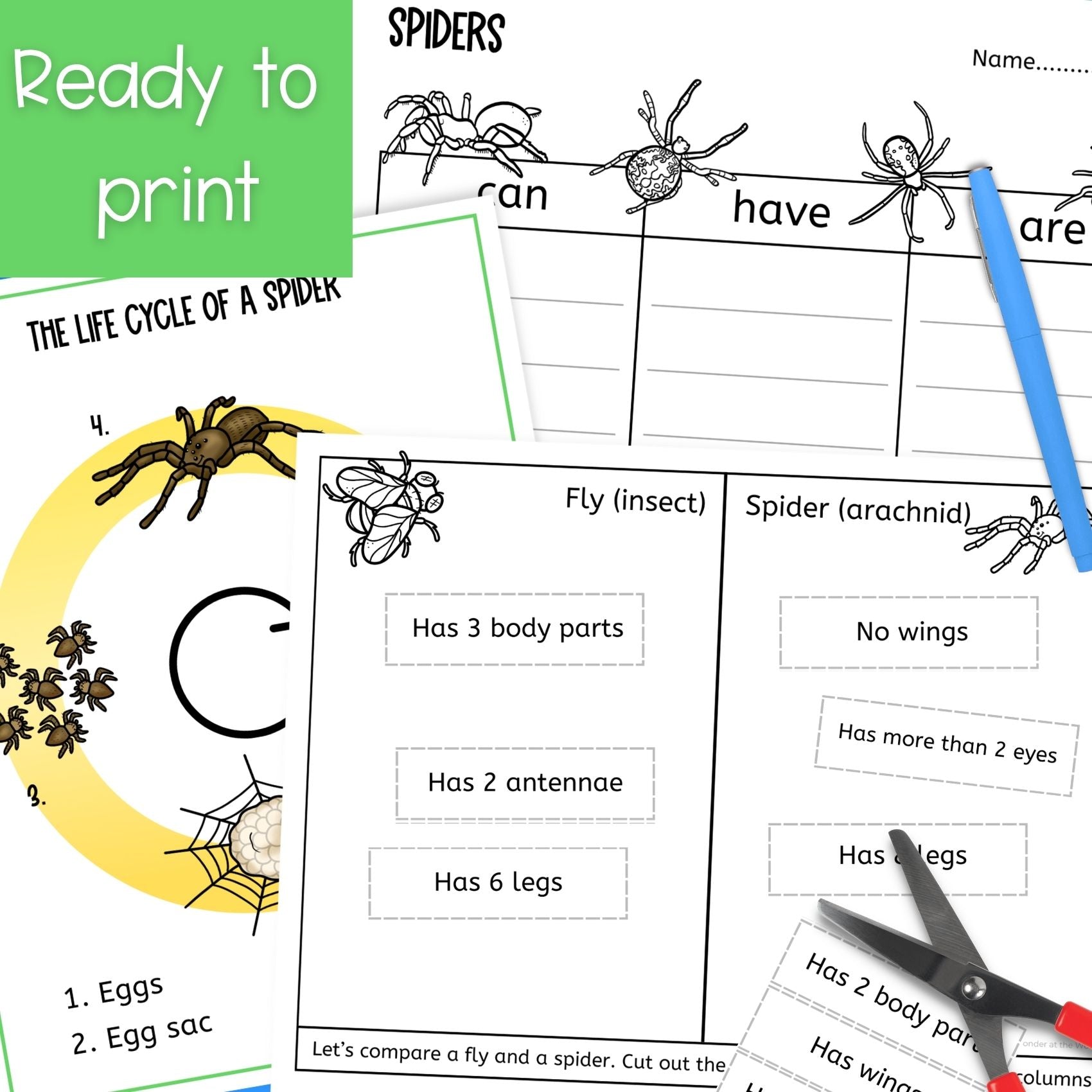 Life cycle of a spider sequence and fold science craft