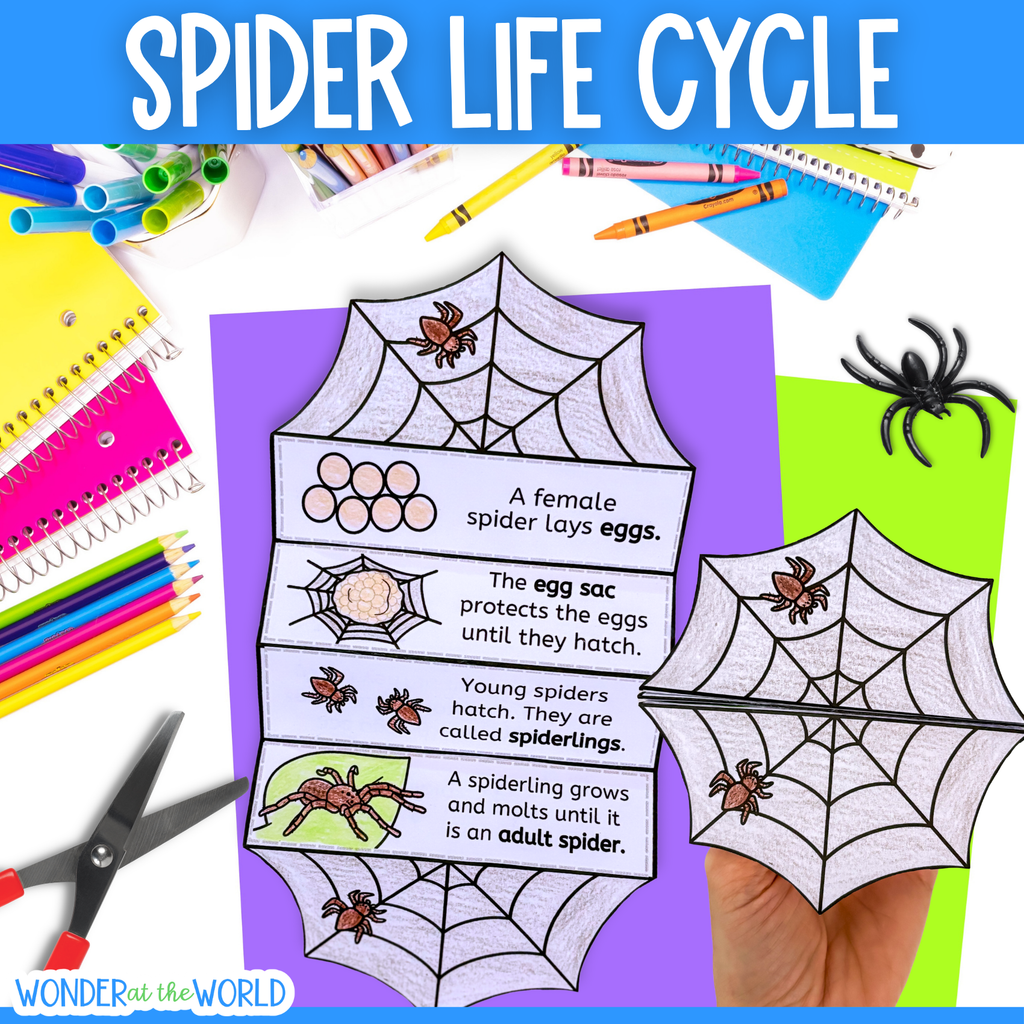 Life cycle of a spider sequence and fold science craft