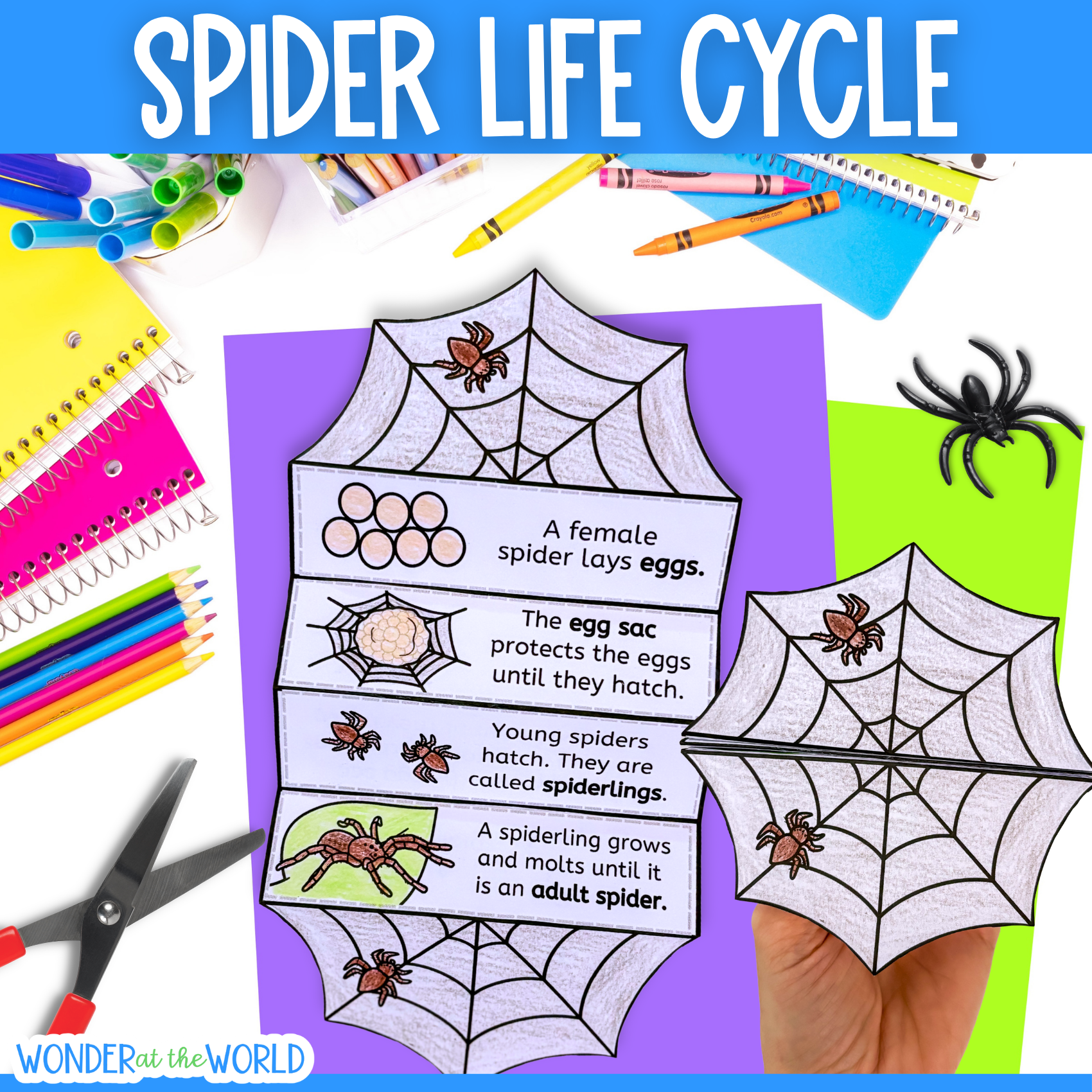 Life cycle of a spider sequence and fold science craft