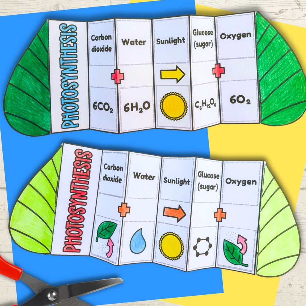 Photosythesis sequence and fold plant science craft activity