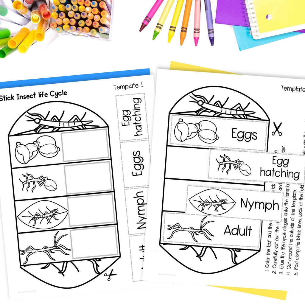 Life cycle of a stick insect sequence and fold science craft