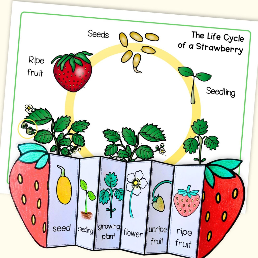 Strawberry plant life cycle sequence and fold sciene craft activity