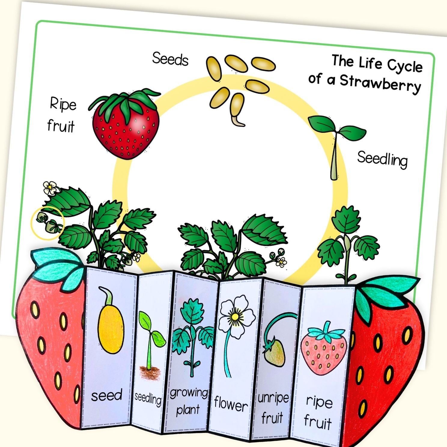 Strawberry plant life cycle sequence and fold sciene craft activity