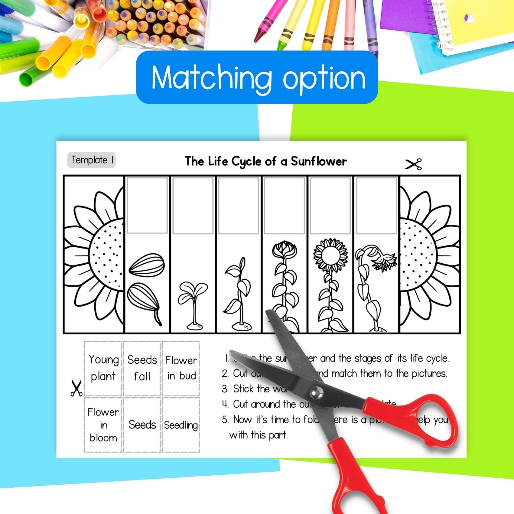 Sunflower life cycle sequence and fold science craft activity