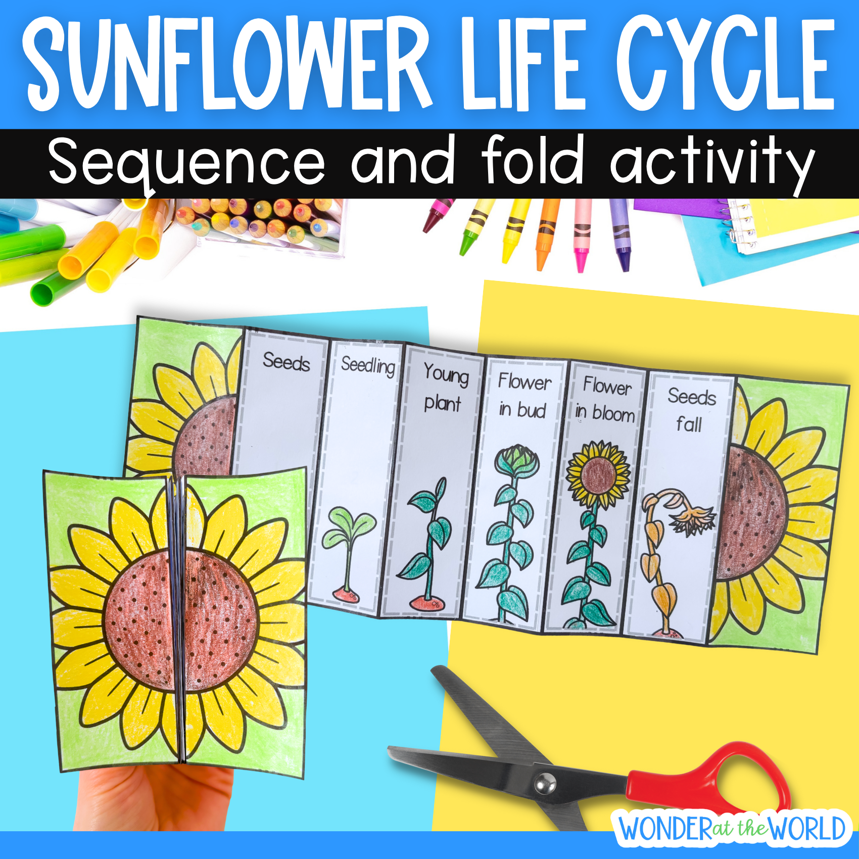 Sunflower life cycle sequence and fold science craft activity