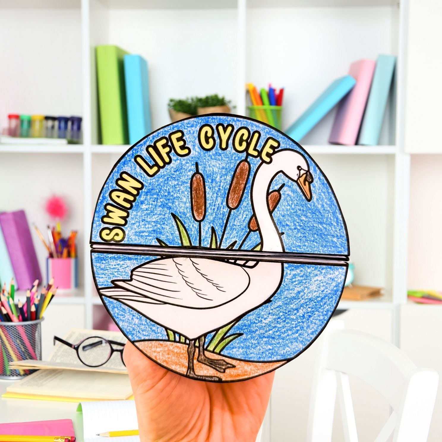 Mute swan life cycle sequence and fold bird science craft activity