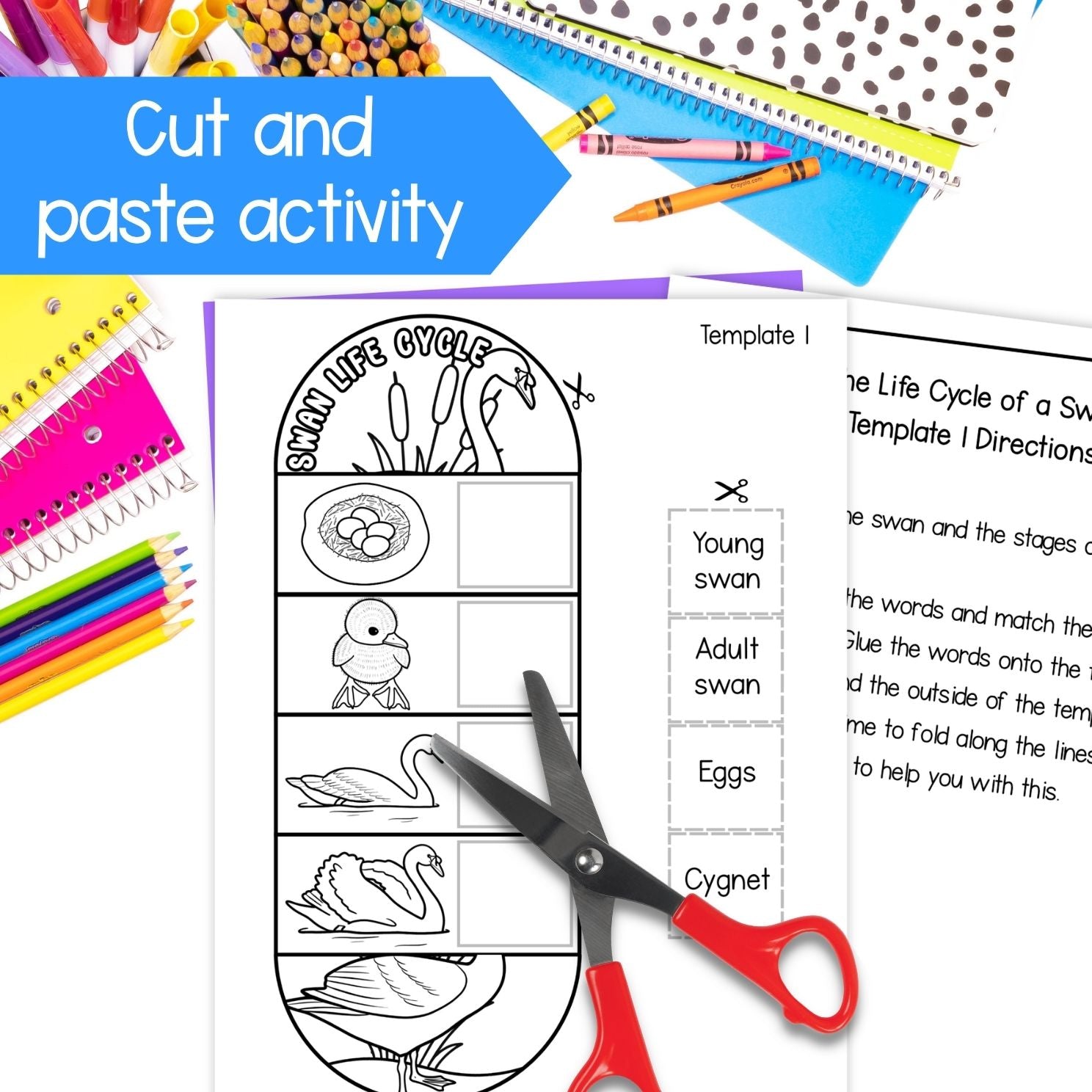 Mute swan life cycle sequence and fold bird science craft activity