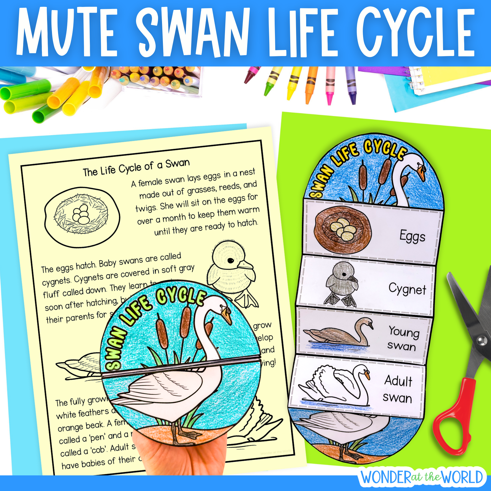 Mute swan life cycle sequence and fold bird science craft activity