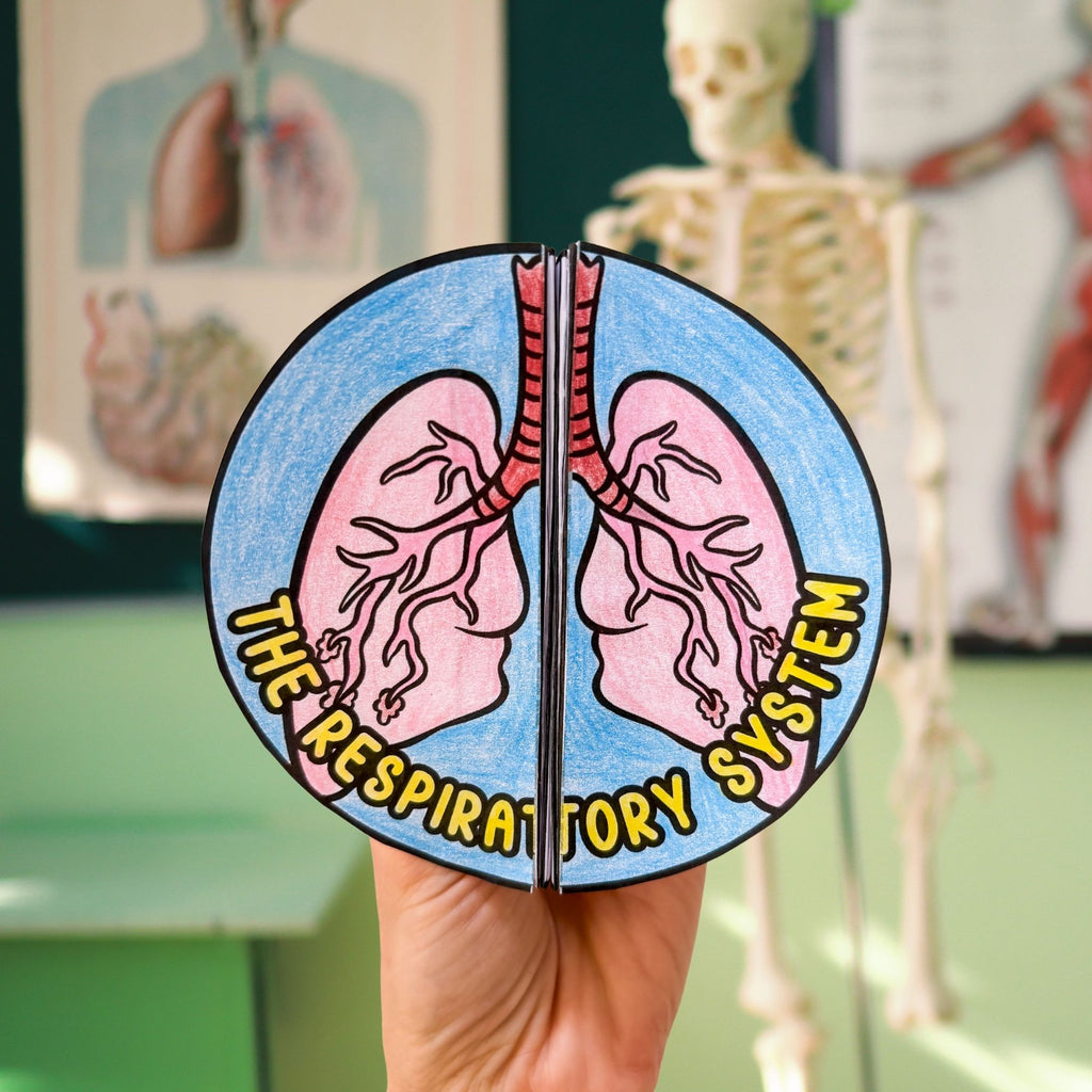 The respiratory system human body cut and paste sequencing activity and labeling