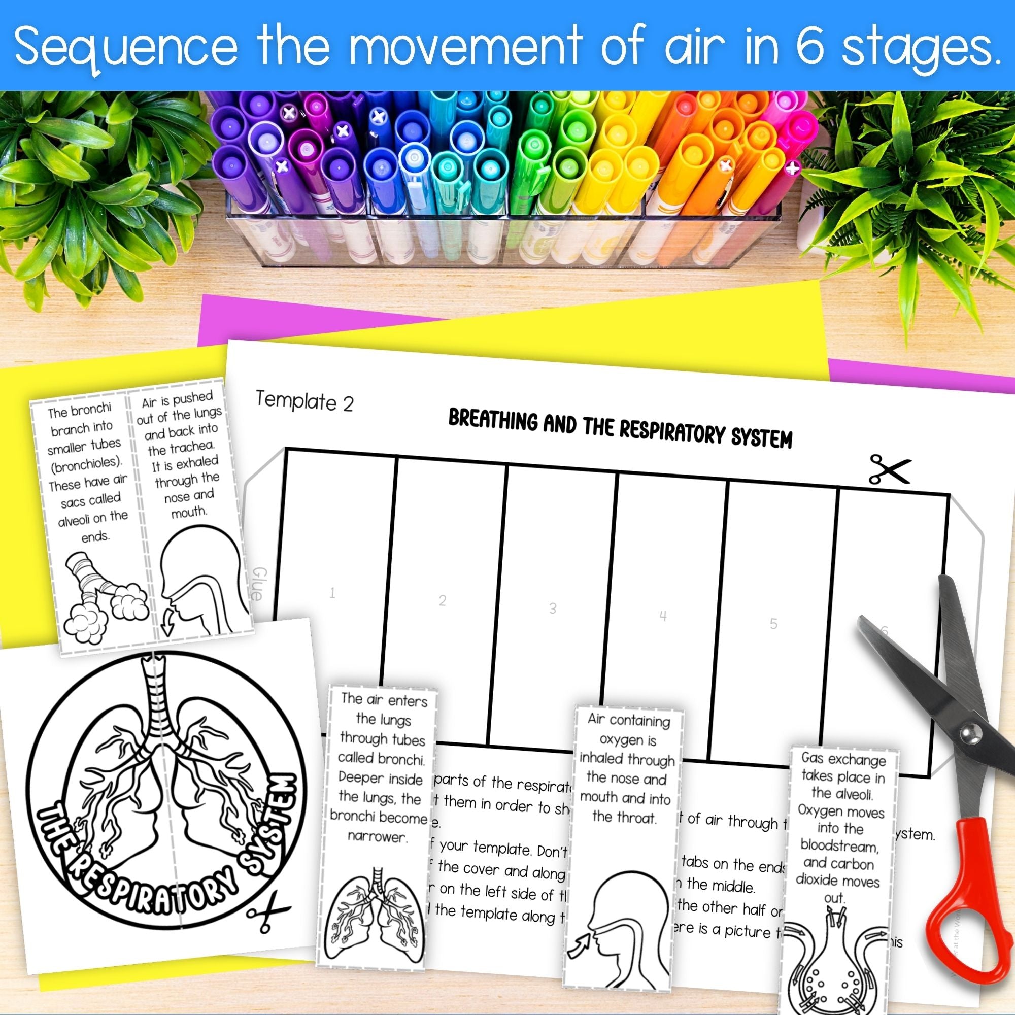 The respiratory system human body cut and paste sequencing activity and labeling
