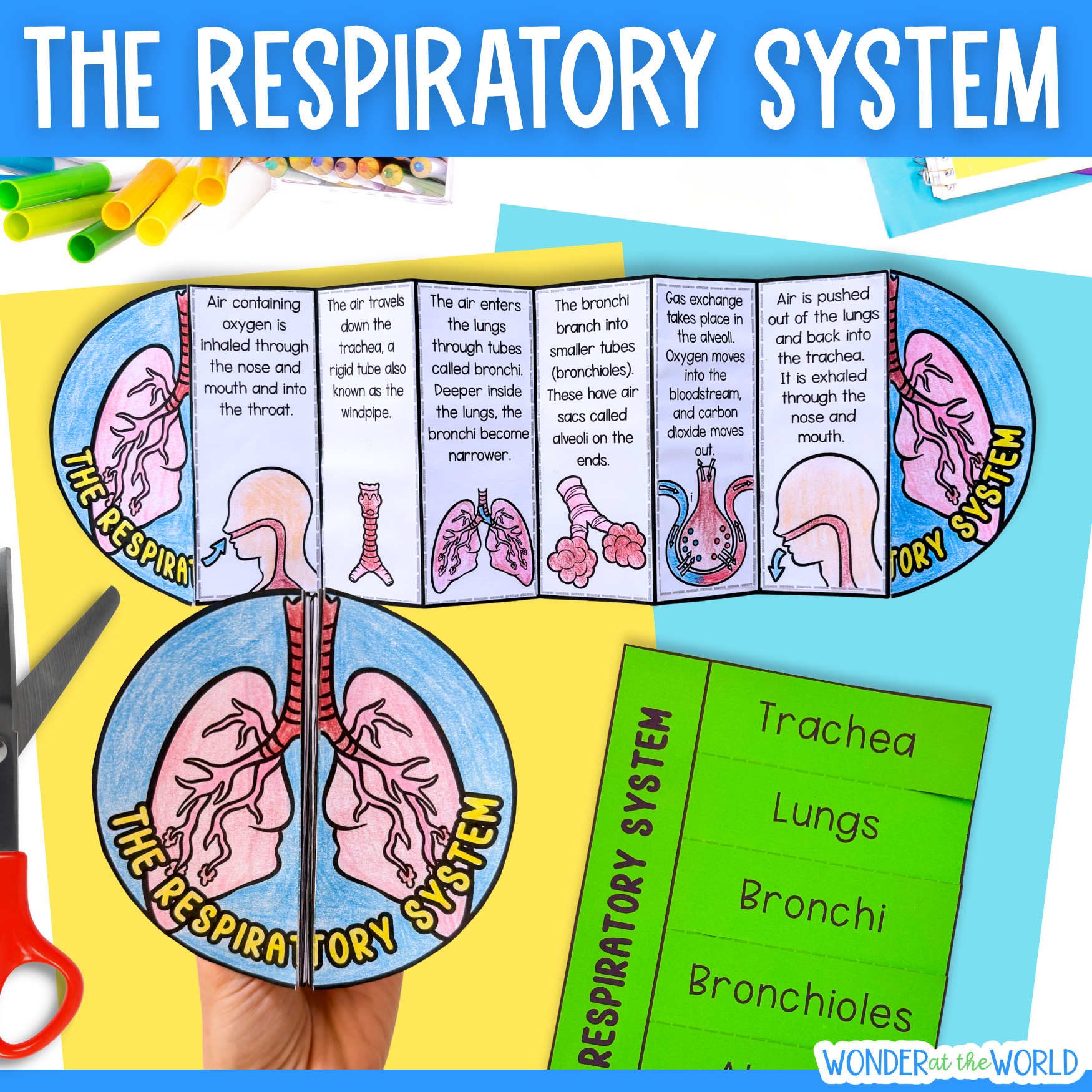 The respiratory system human body cut and paste sequencing activity and labeling