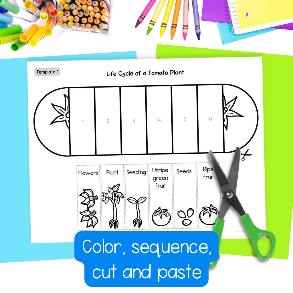 Tomato plant life cycle sequence and fold activity summer cut and paste craft
