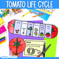 Tomato plant life cycle sequence and fold activity summer cut and paste craft
