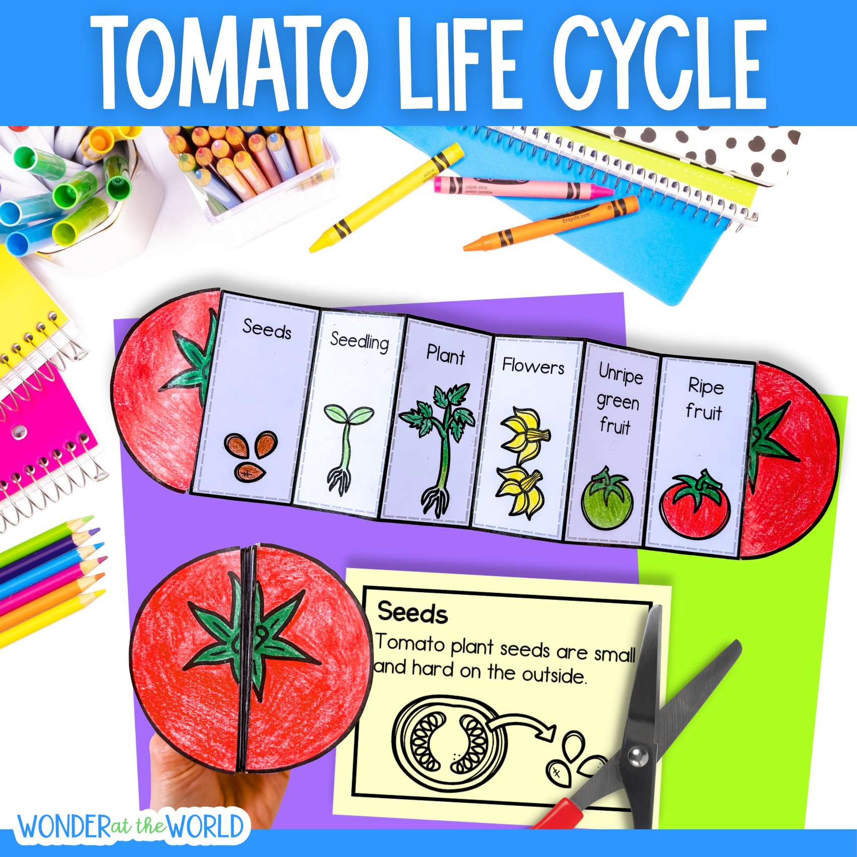 Tomato plant life cycle sequence and fold activity summer cut and paste craft