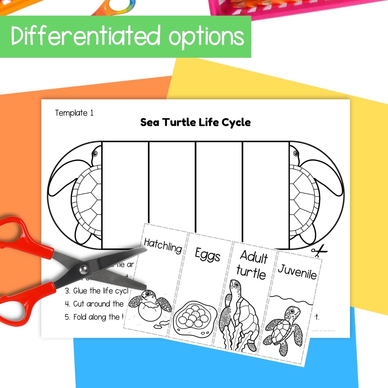 Sea turtle life cycle sequence and fold science craft activity