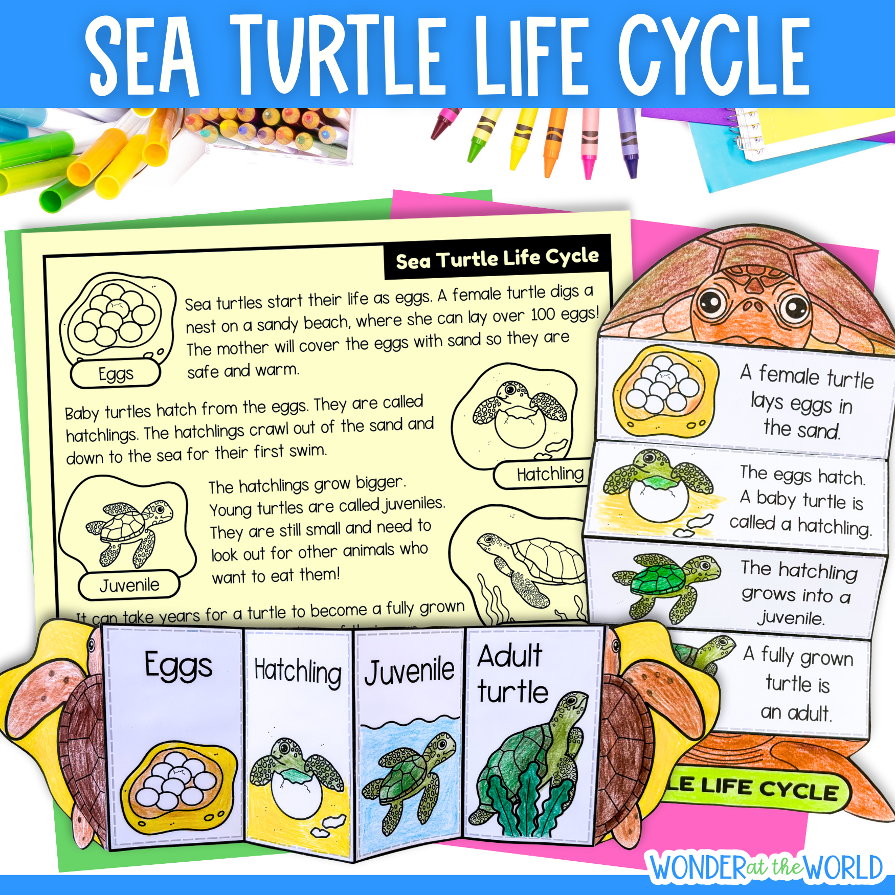Sea turtle life cycle sequence and fold science craft activity