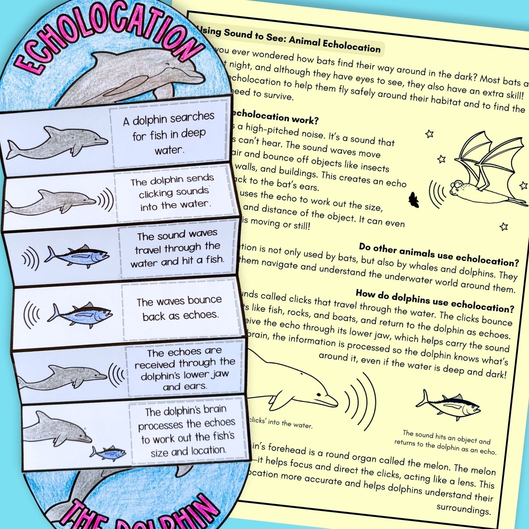 Animal echolocation sequence and fold science craft activity