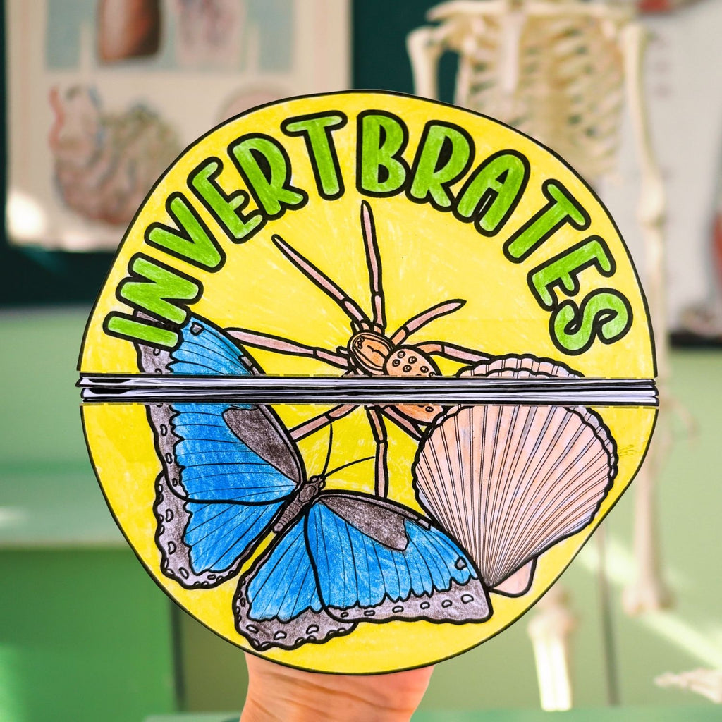 Invertebrates bugs insects classification cut and paste activities for interactive notebooks