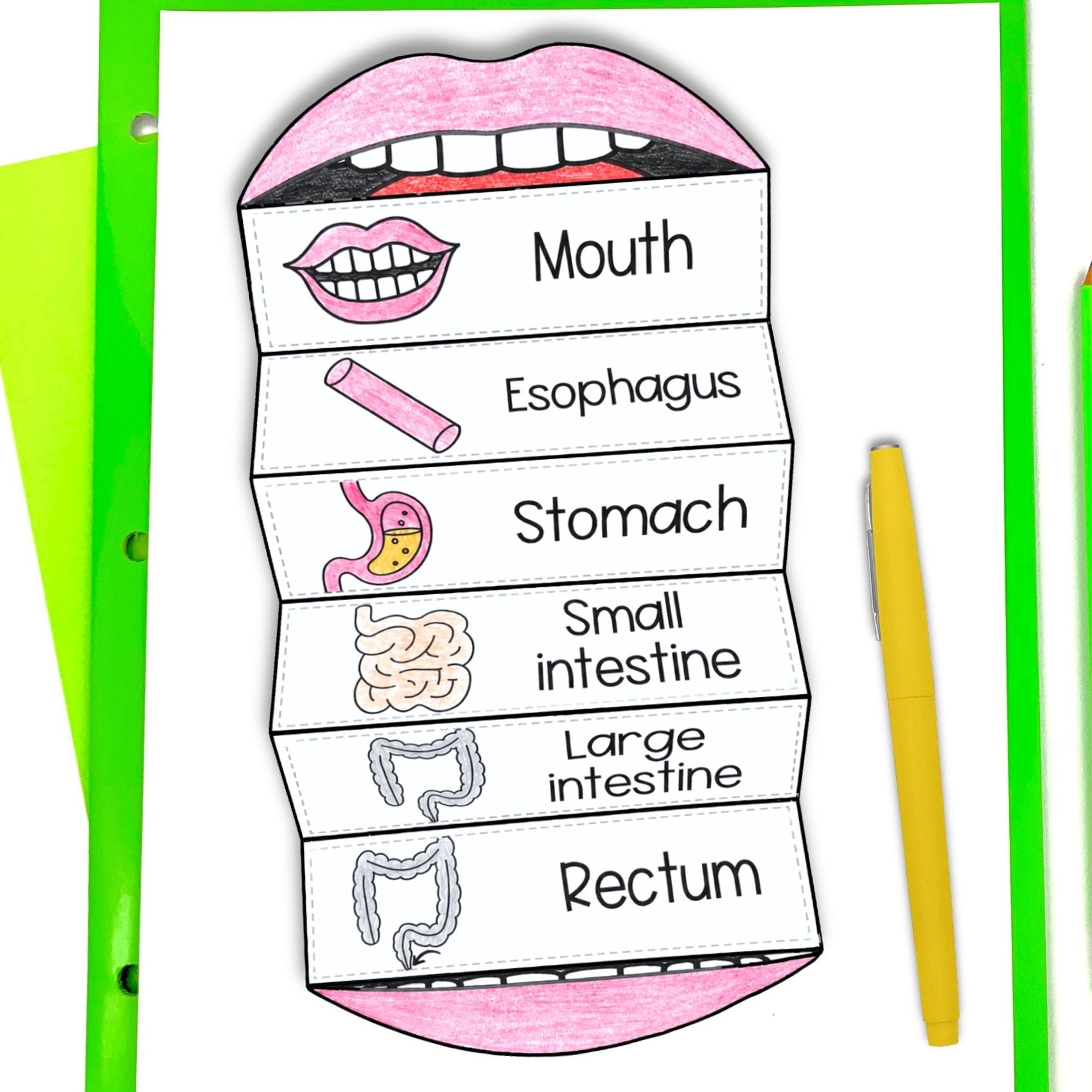 The digestive system sequence and fold science craft activity - mouth