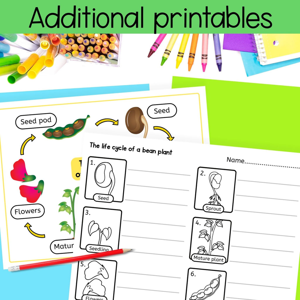 Life cycle of a bean plant sequence and fold science craft activity