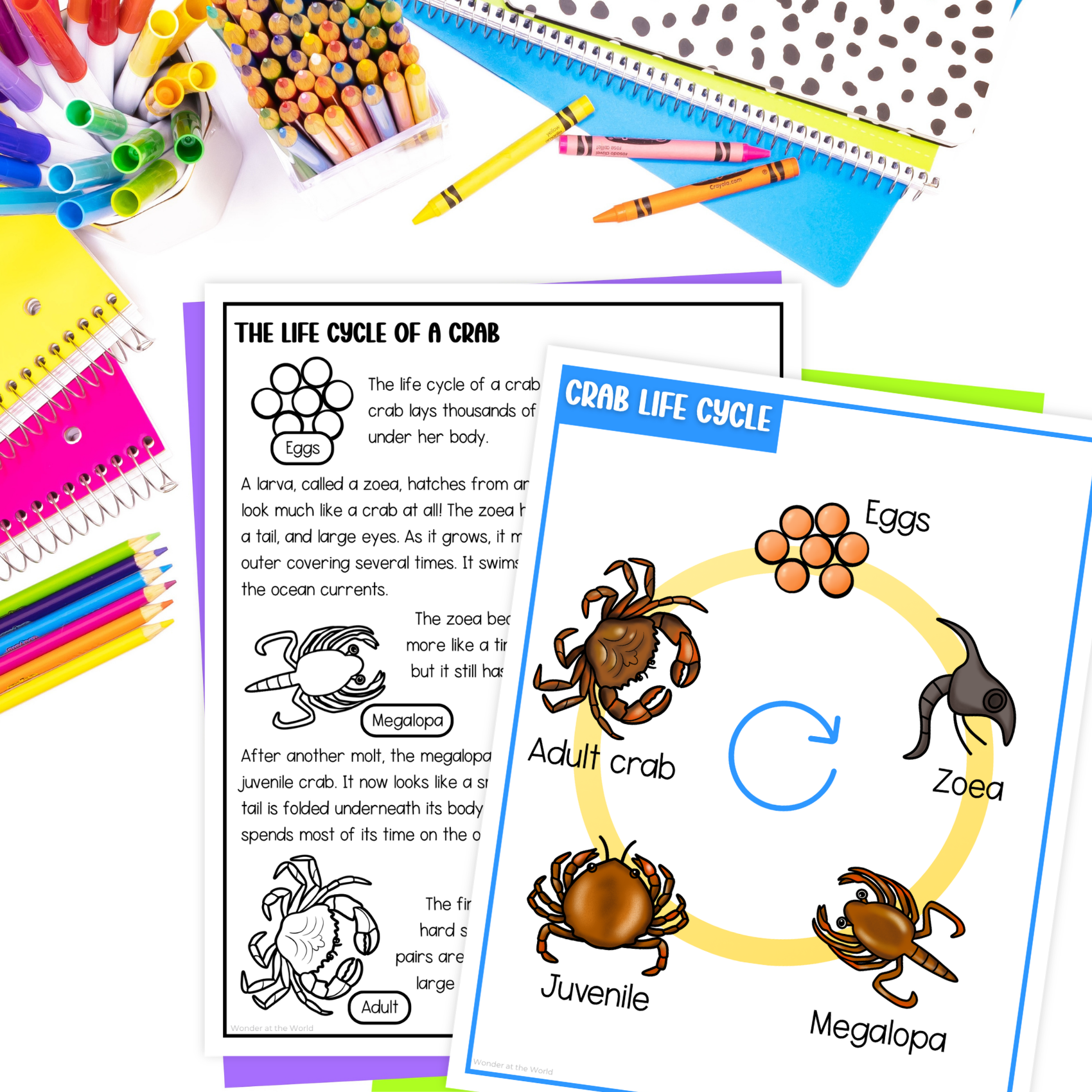 Life cycle of a crab sequence and fold science craft activity