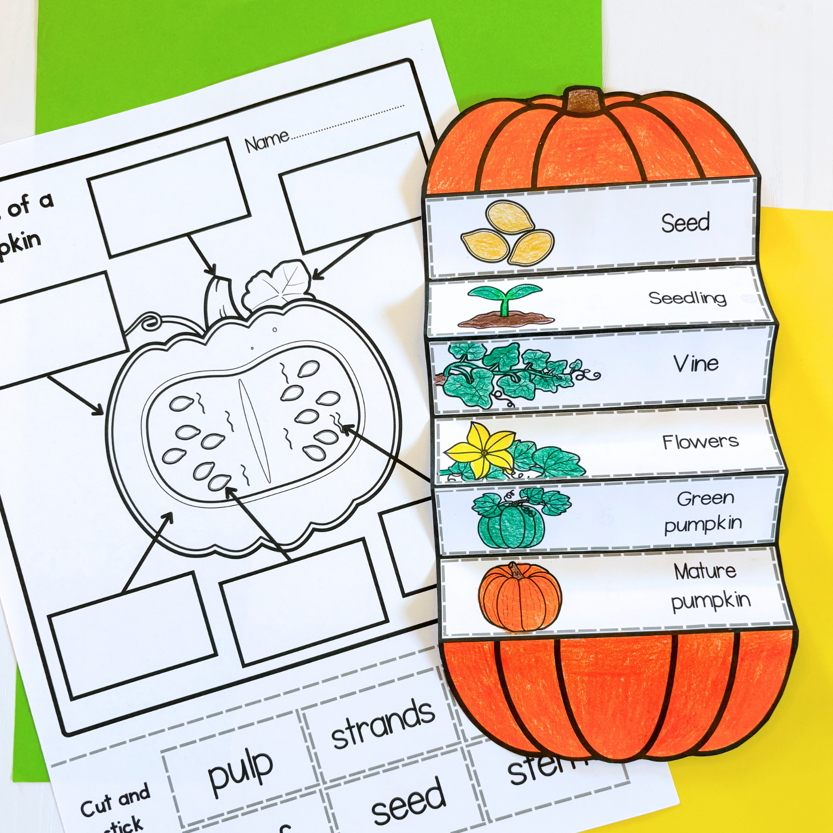 Life cycle of a pumpkin sequence and fold science craft activity