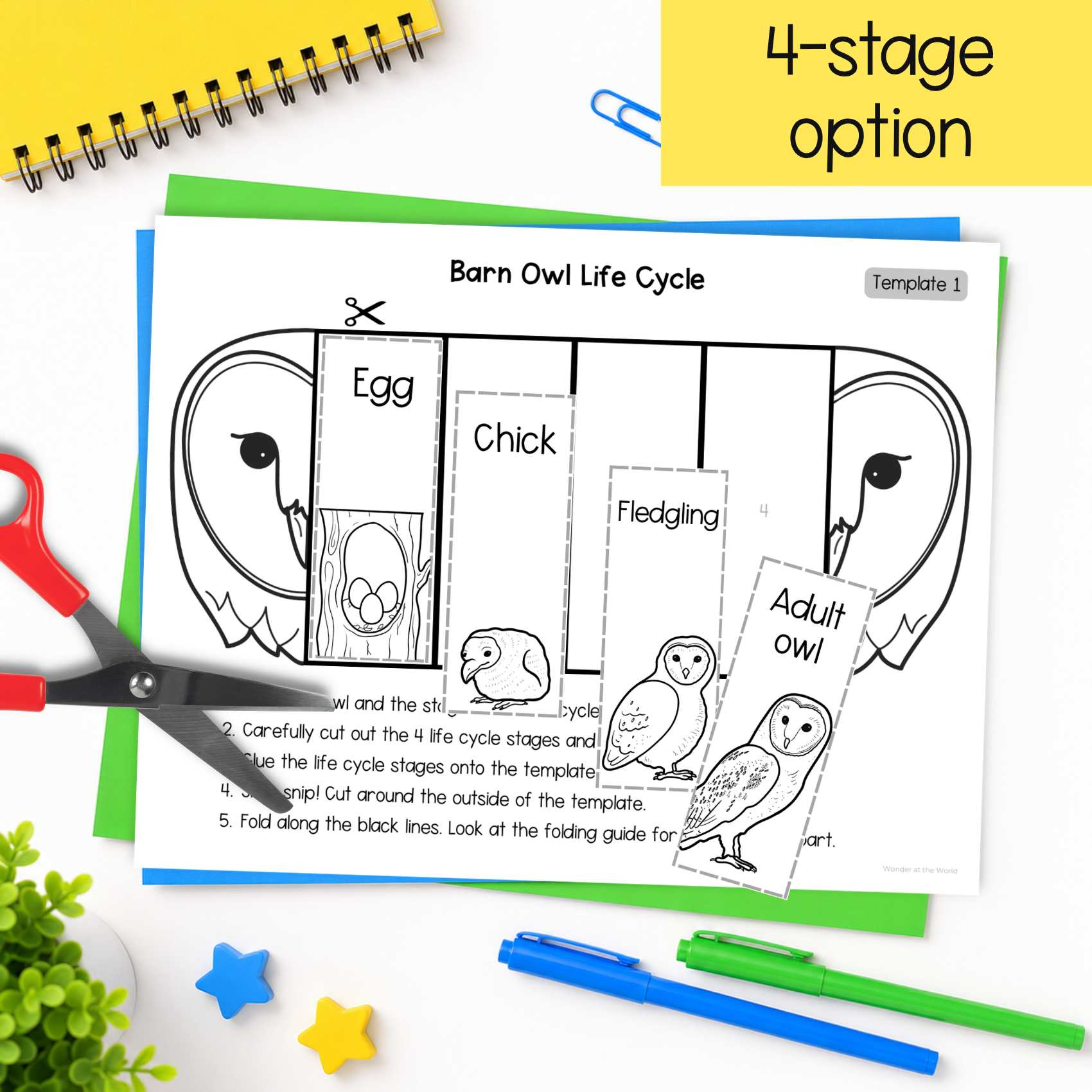 Barn owl life cycle sequence and fold bird science craft activity
