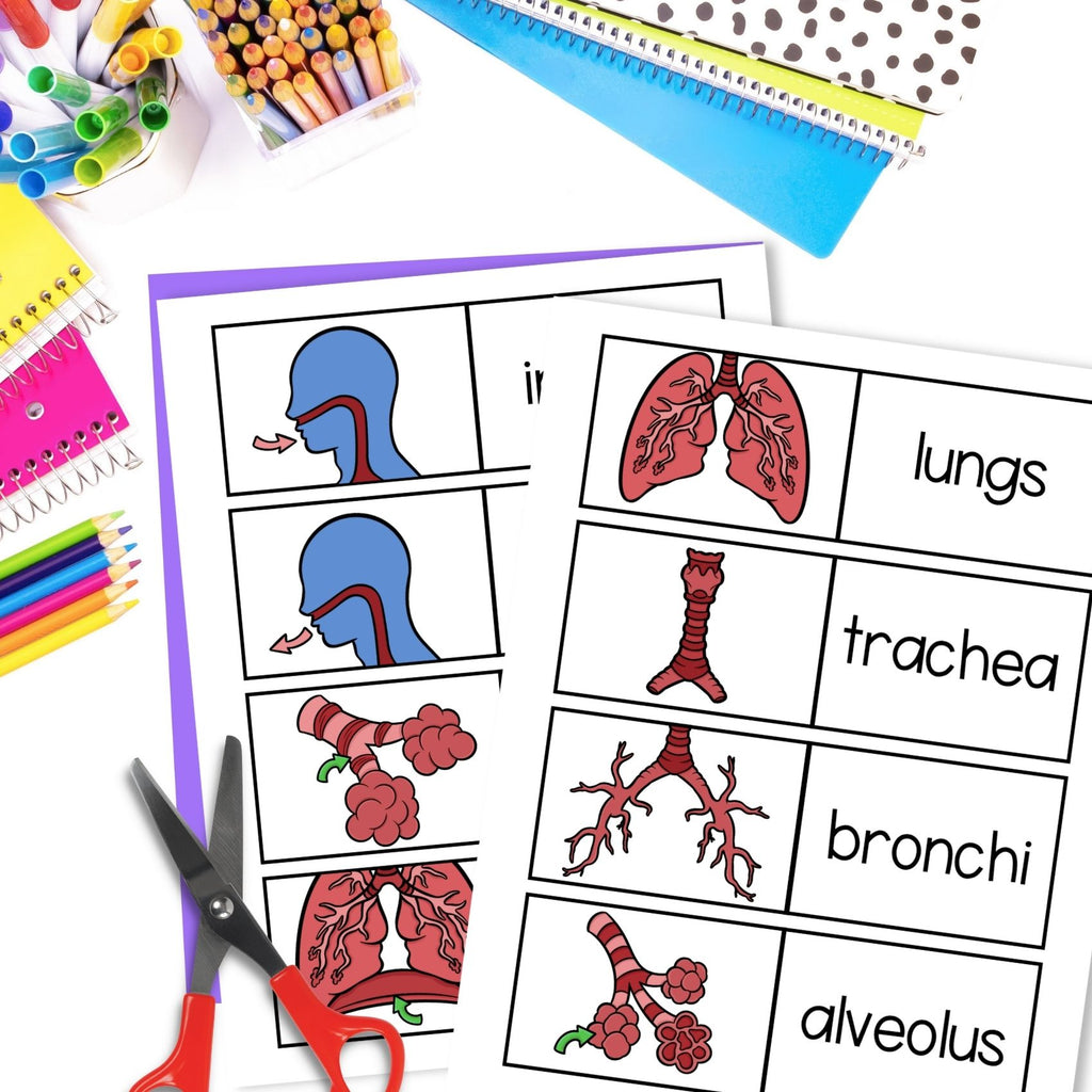The respiratory system human body cut and paste sequencing activity and labeling