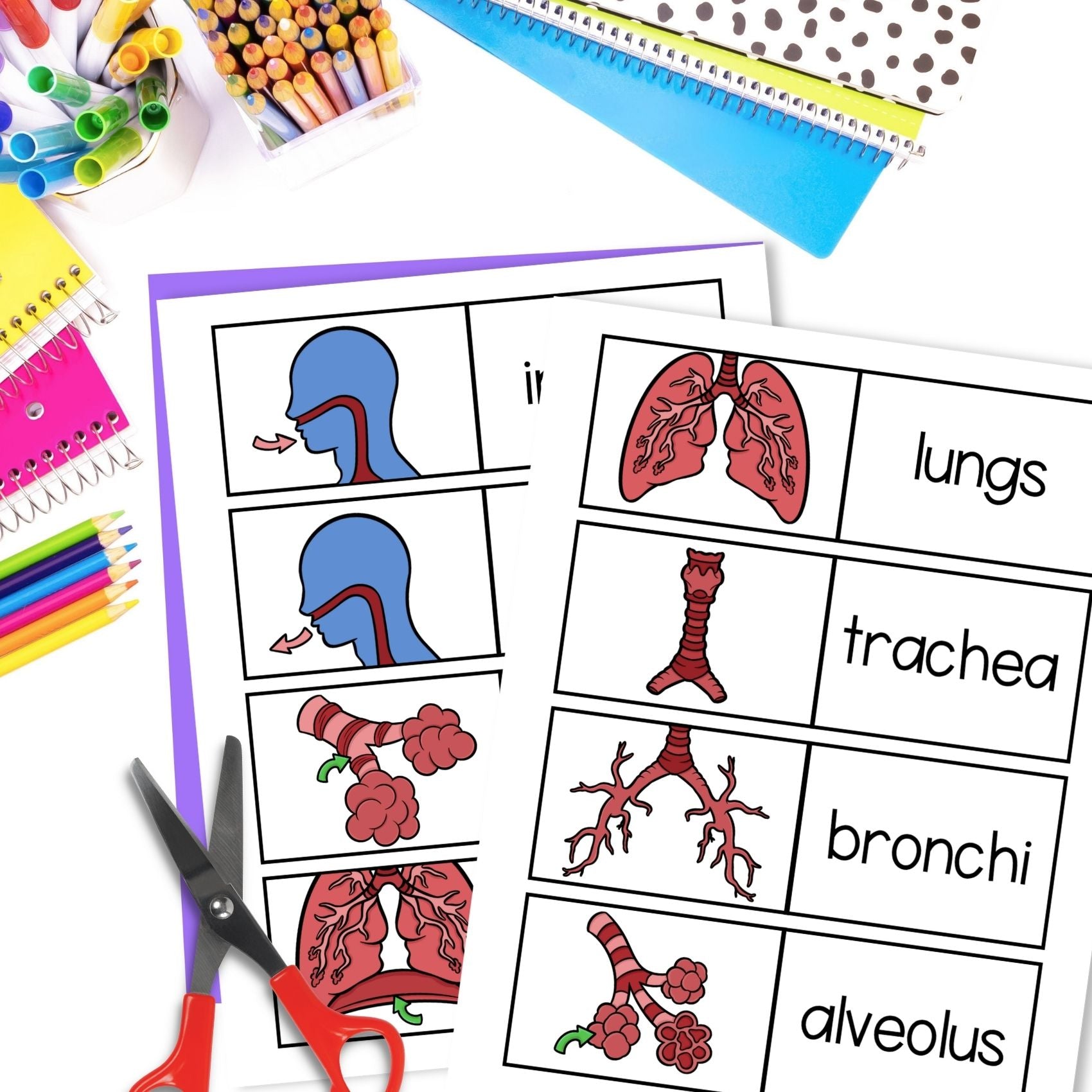 The respiratory system human body cut and paste sequencing activity and labeling